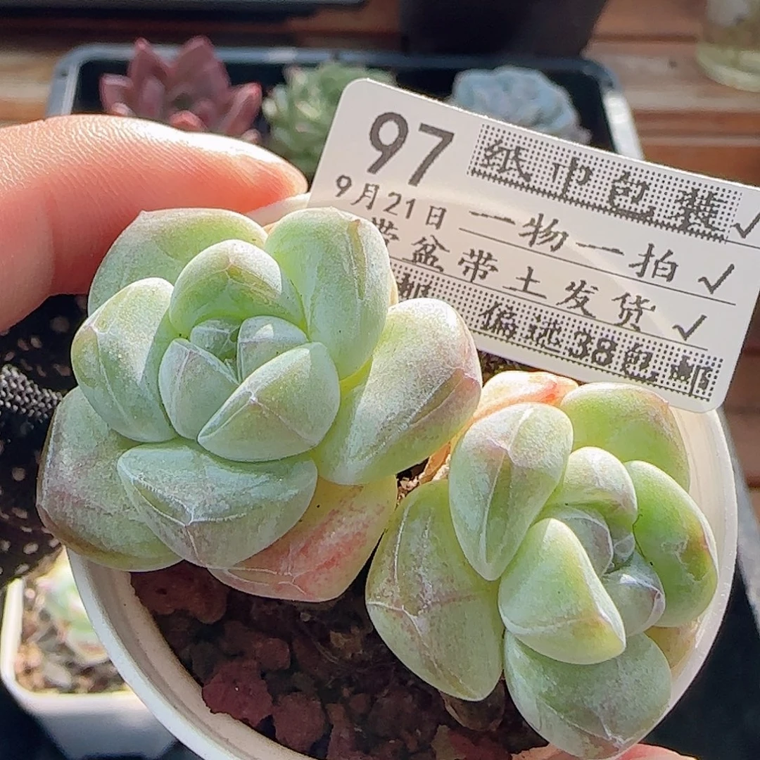 多肉0921--97冰玉双头