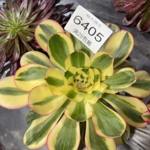 燕姿多肉多肉6405