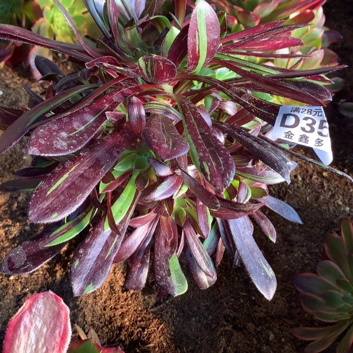 天**鹰350多肉植物一物一pai