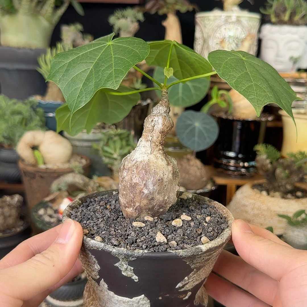 一物一拍泰国火桐260