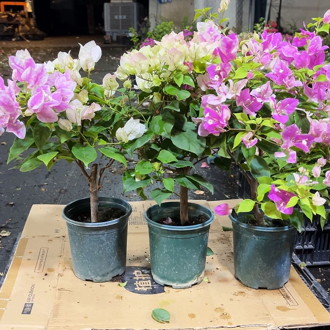 大部分花苞少量开放广红樱，绿樱，章红英组合