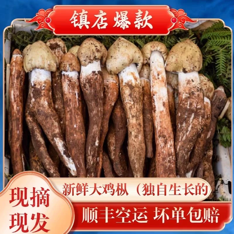 假一罚十大凉山野生鸡枞菌新鲜火把鸡枞当季野生菌荔枝菌顺丰空运