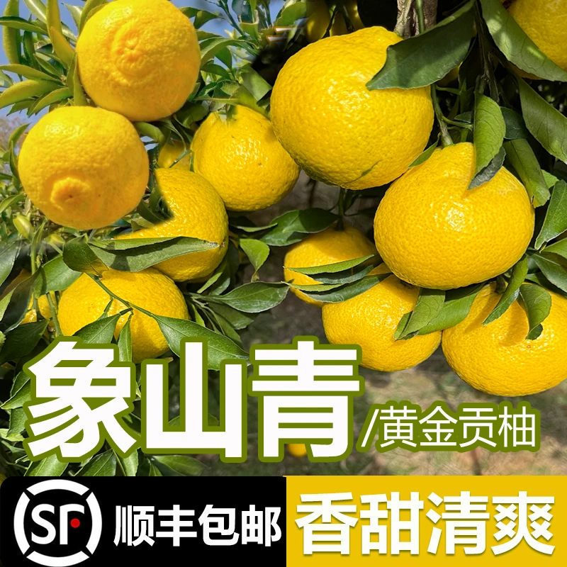 浙江象山青柑橘新鲜采摘湖南黄金贡柚春香橘柚甜顺丰包邮孕妈水果