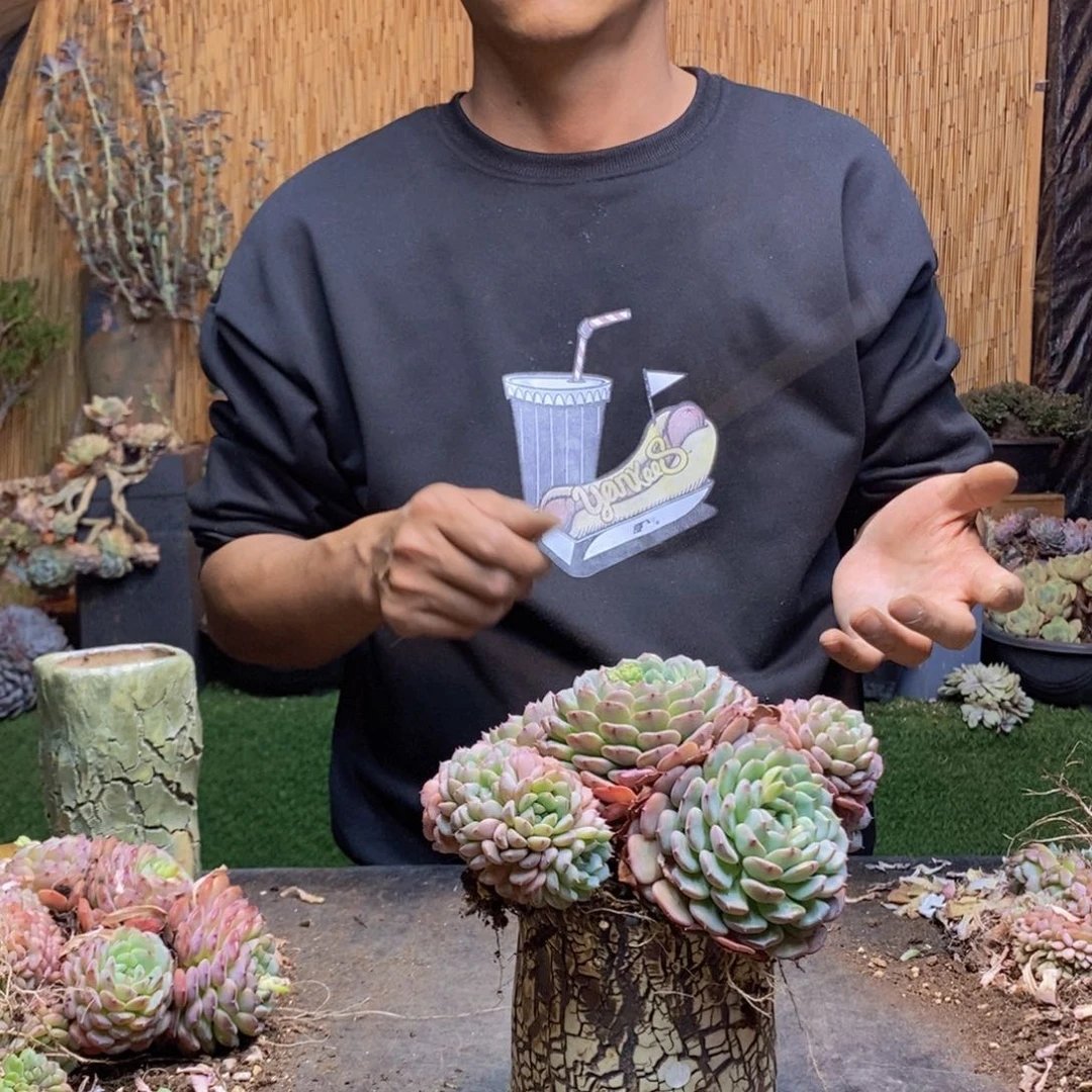 一**阳115 号白胖子多肉