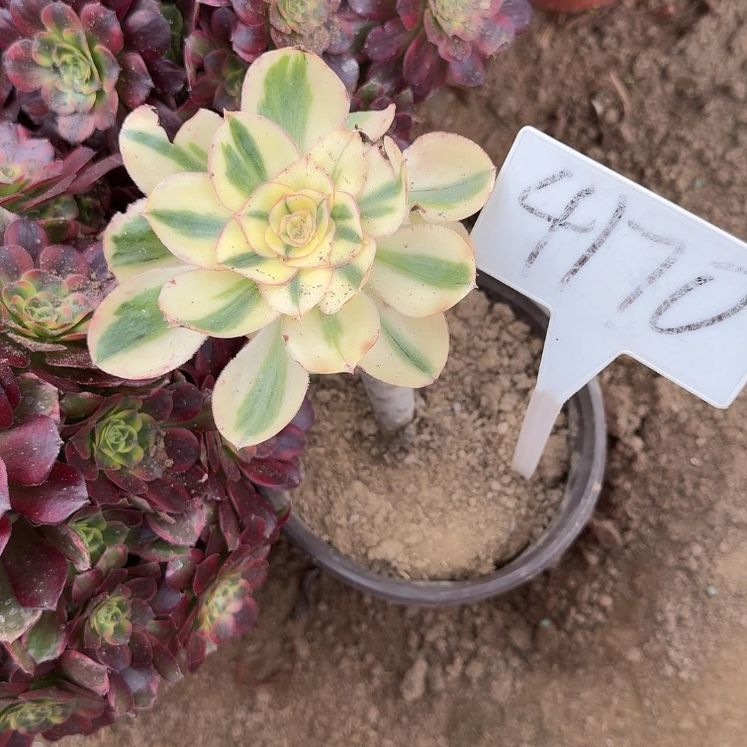 4170燕姿多肉法师多肉