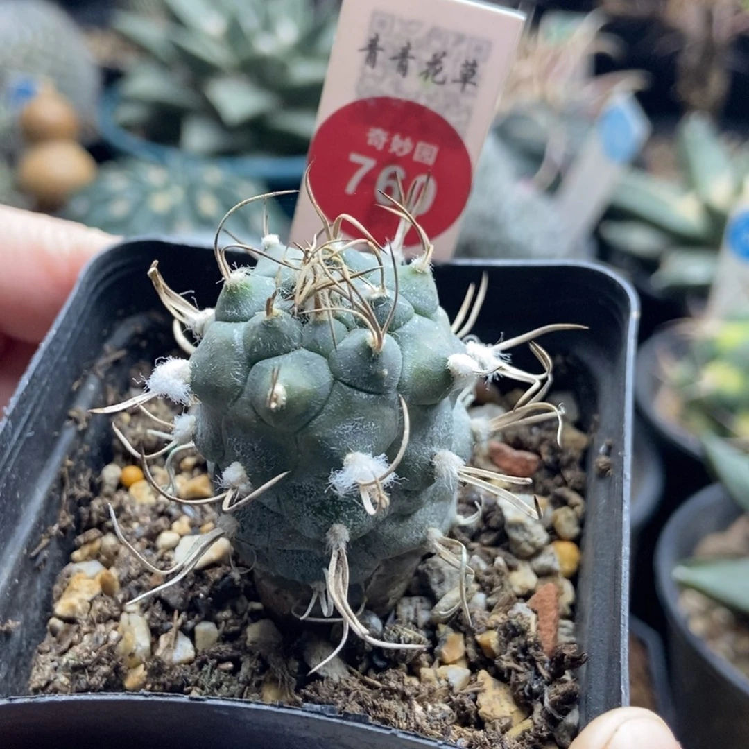 实生雪顶娇丽3.1cm