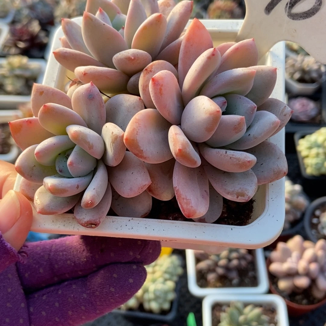 990星星雪多肉 植物