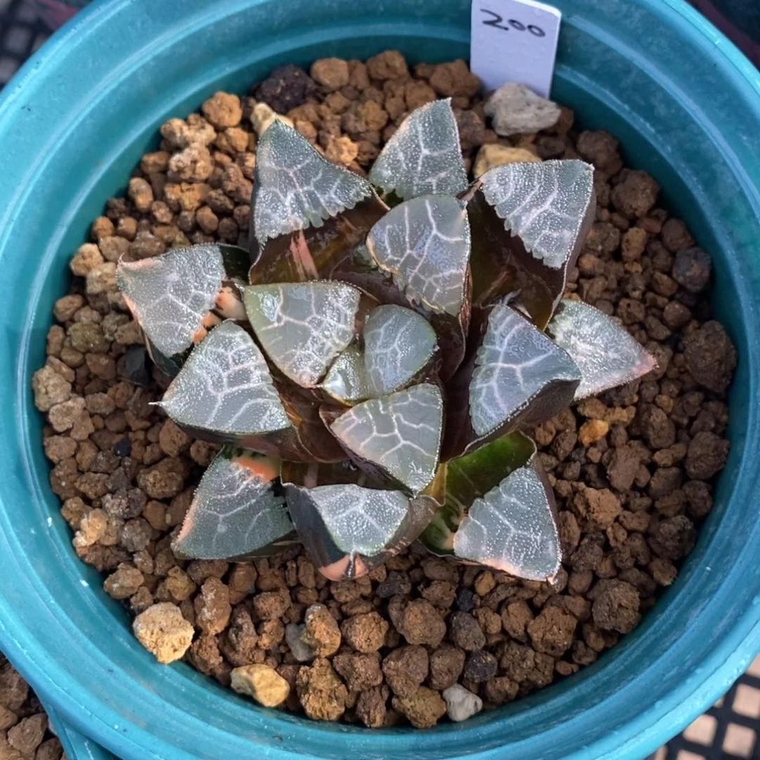 一颗实生大克锦