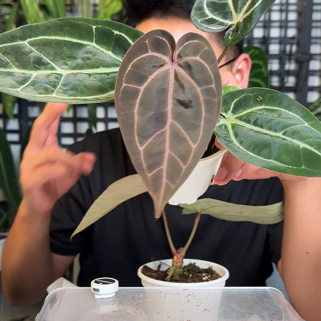 无花朵Y**g一物一拍W75