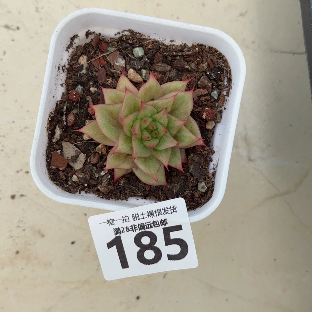 林肯玛利亚无盆土发货