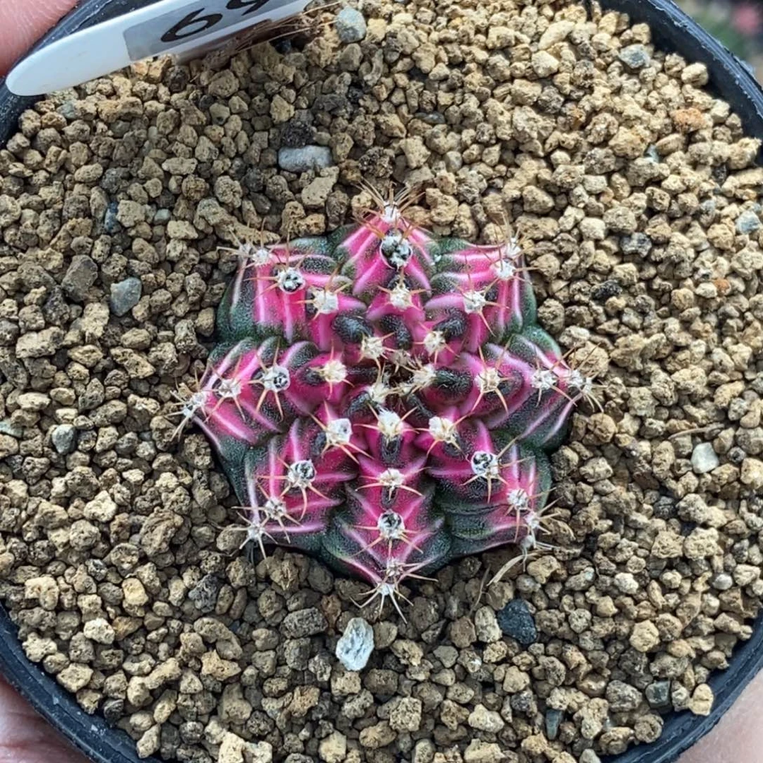 小仙女锦000000000019