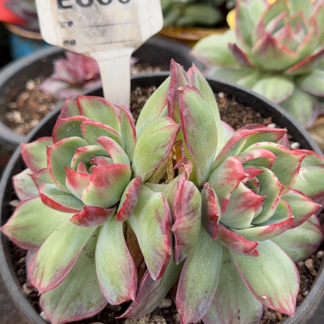 惊鸿一物一拍包装收缩花旱606