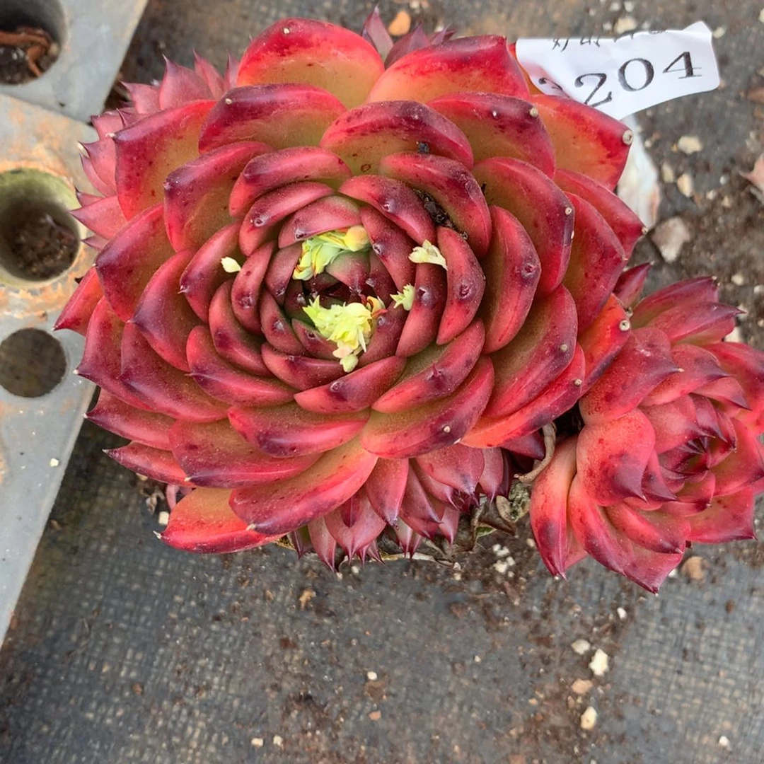 3204杂交精品基地12厘米