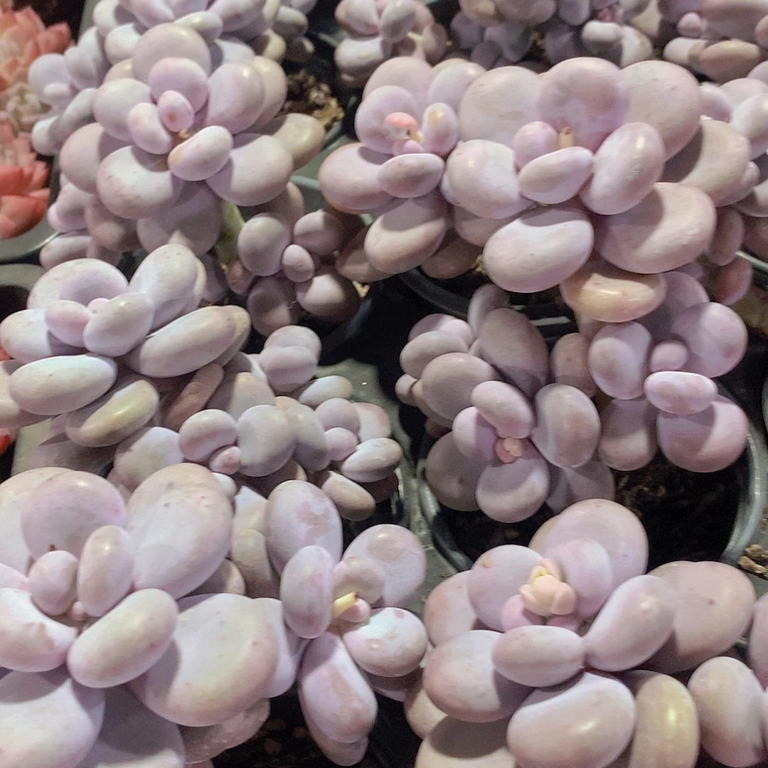 奶酪2346789999000000