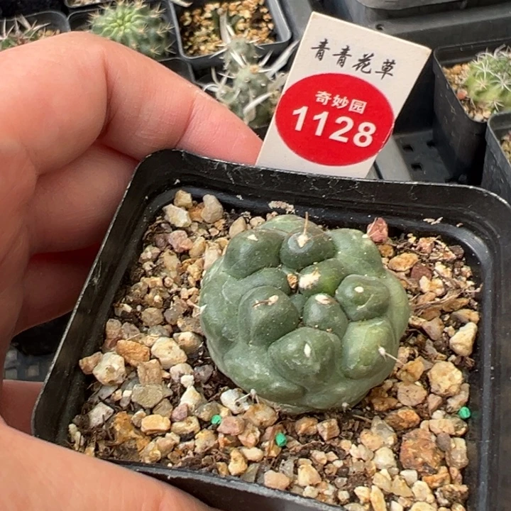 无刺象牙3.3cm一棵仙人球