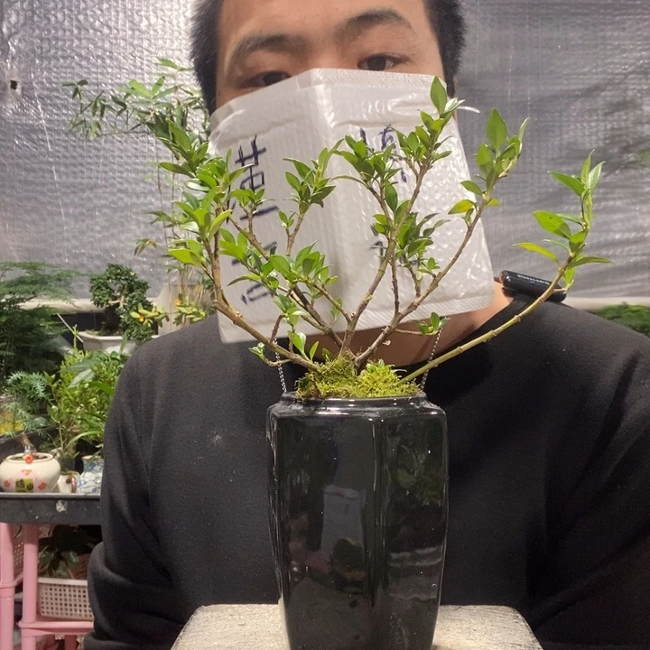 以实际为准盆景绿植盆栽10
