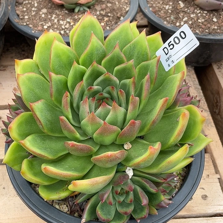 若如东云单拍D500