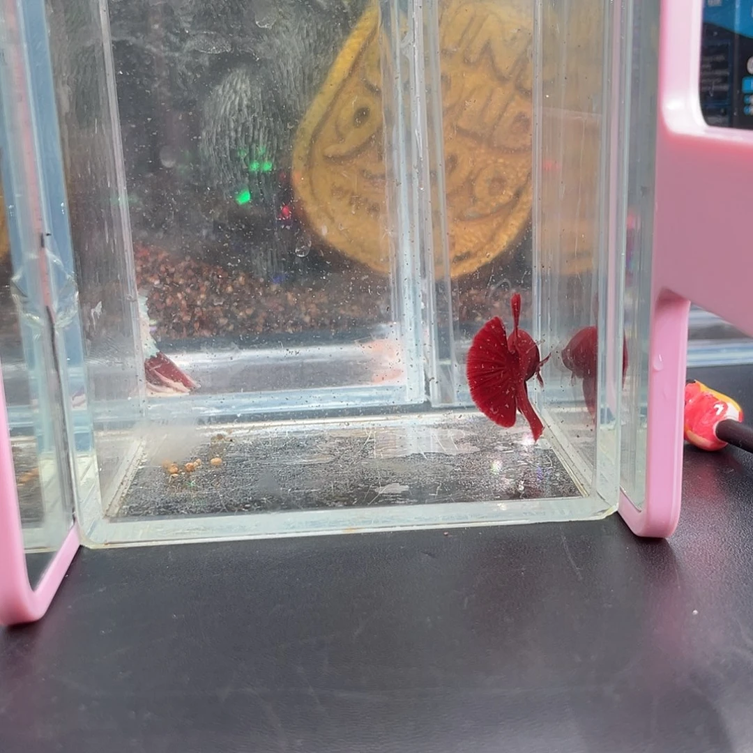 斗鱼1号14早超红公