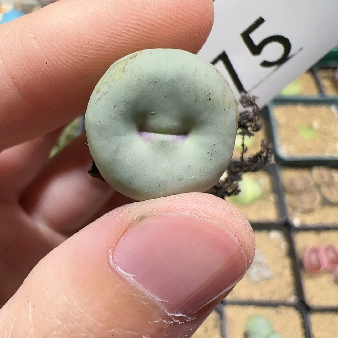 【闪购商品】275 红嘴