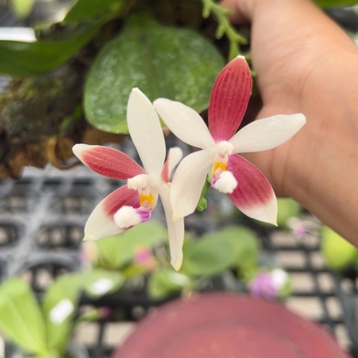 大部分开放少量花苞板植铁爪c1自交 三苗 浓香