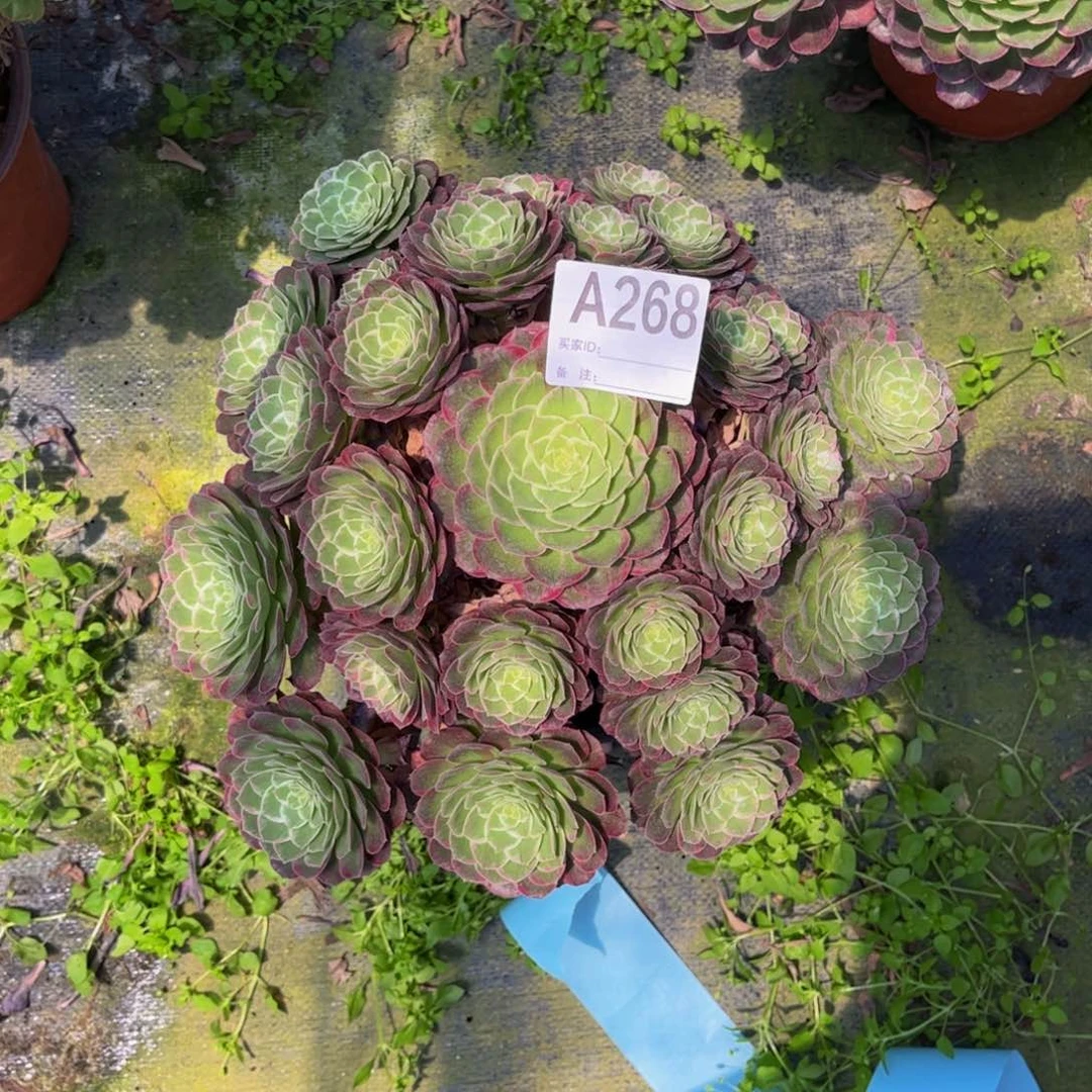 多肉莲花0000000268