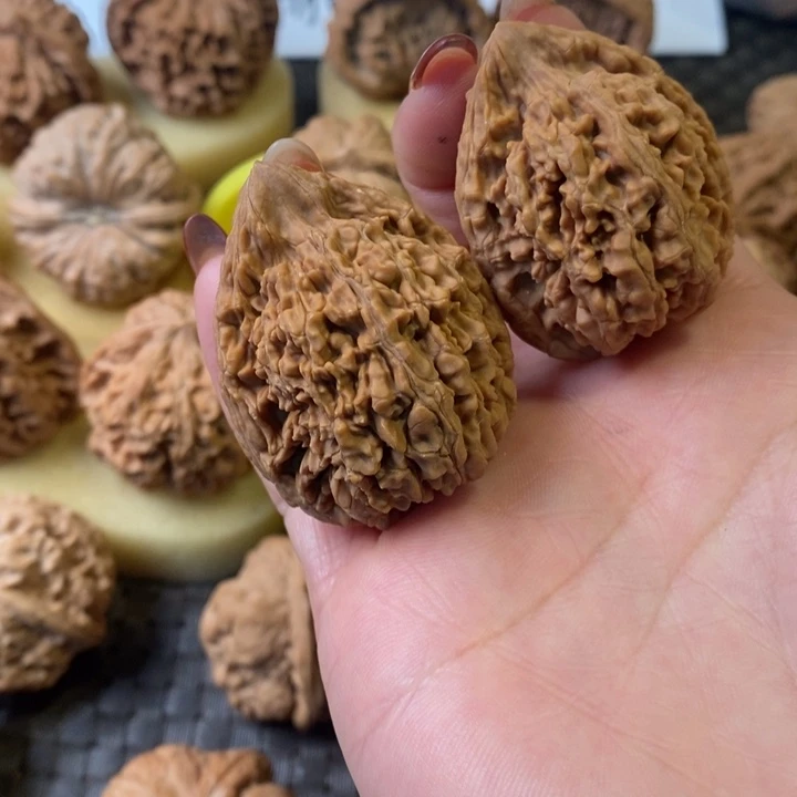 蚂蚁王全品无修无修无修无修