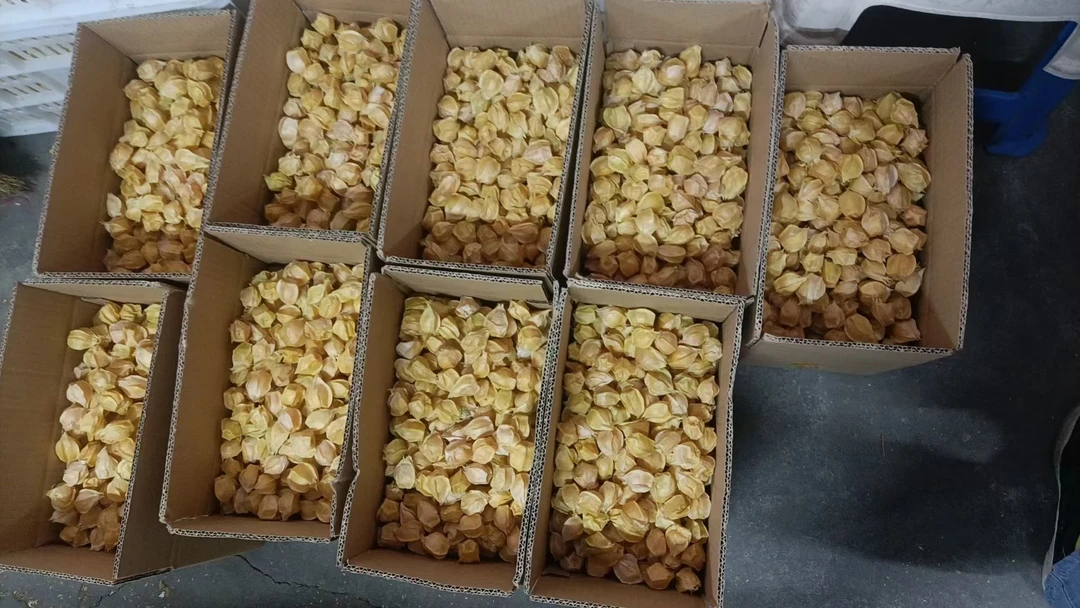 莫旗菇娘果新鲜采摘香甜姑娘果灯笼果营养水果