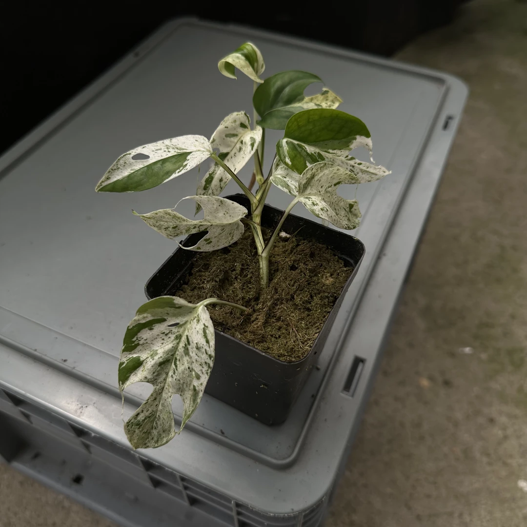 1 锦叶麒麟尾热植