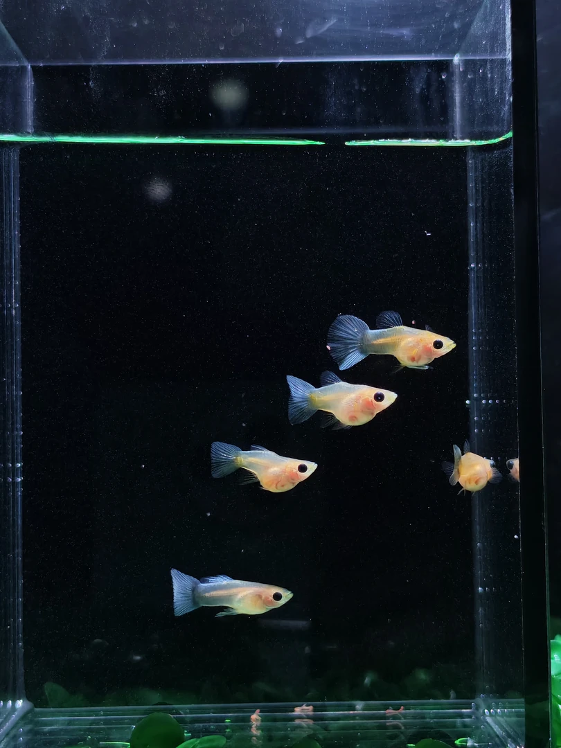 精品孔雀鱼 自家繁殖 直播间专用链接 玻璃猫