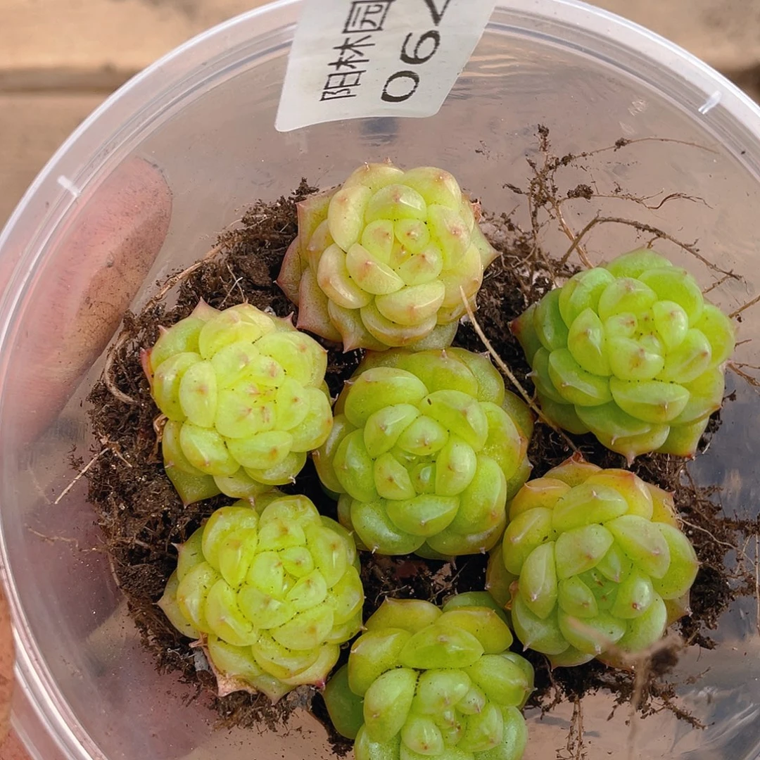 多肉植物多肉植物643