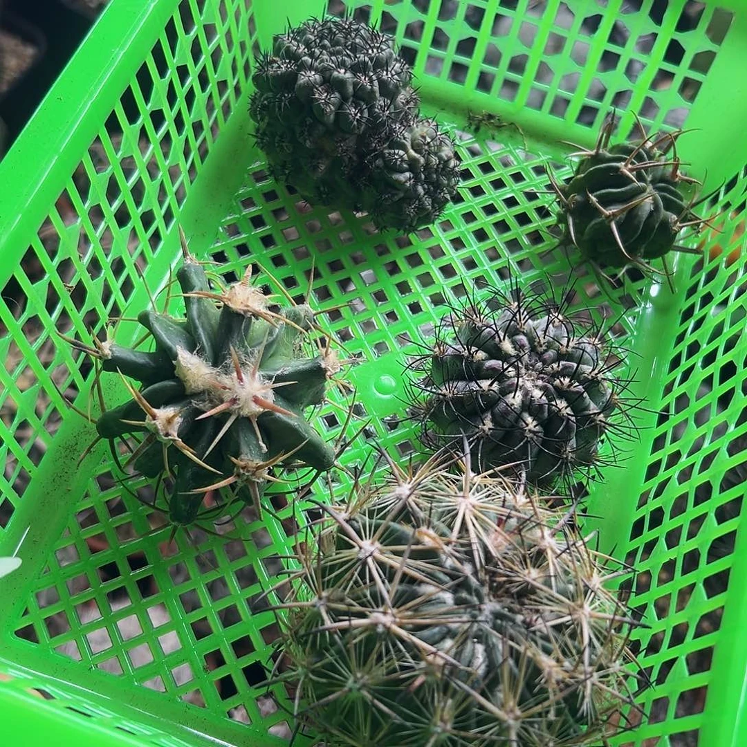 组合福利微瑕仙人球66666