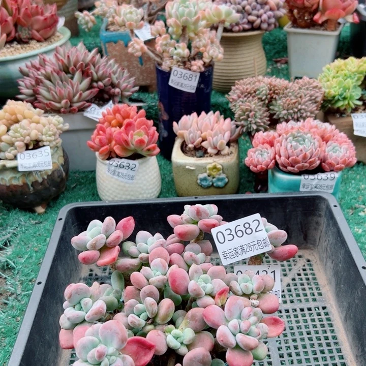 幸运儿是一位非常优秀又