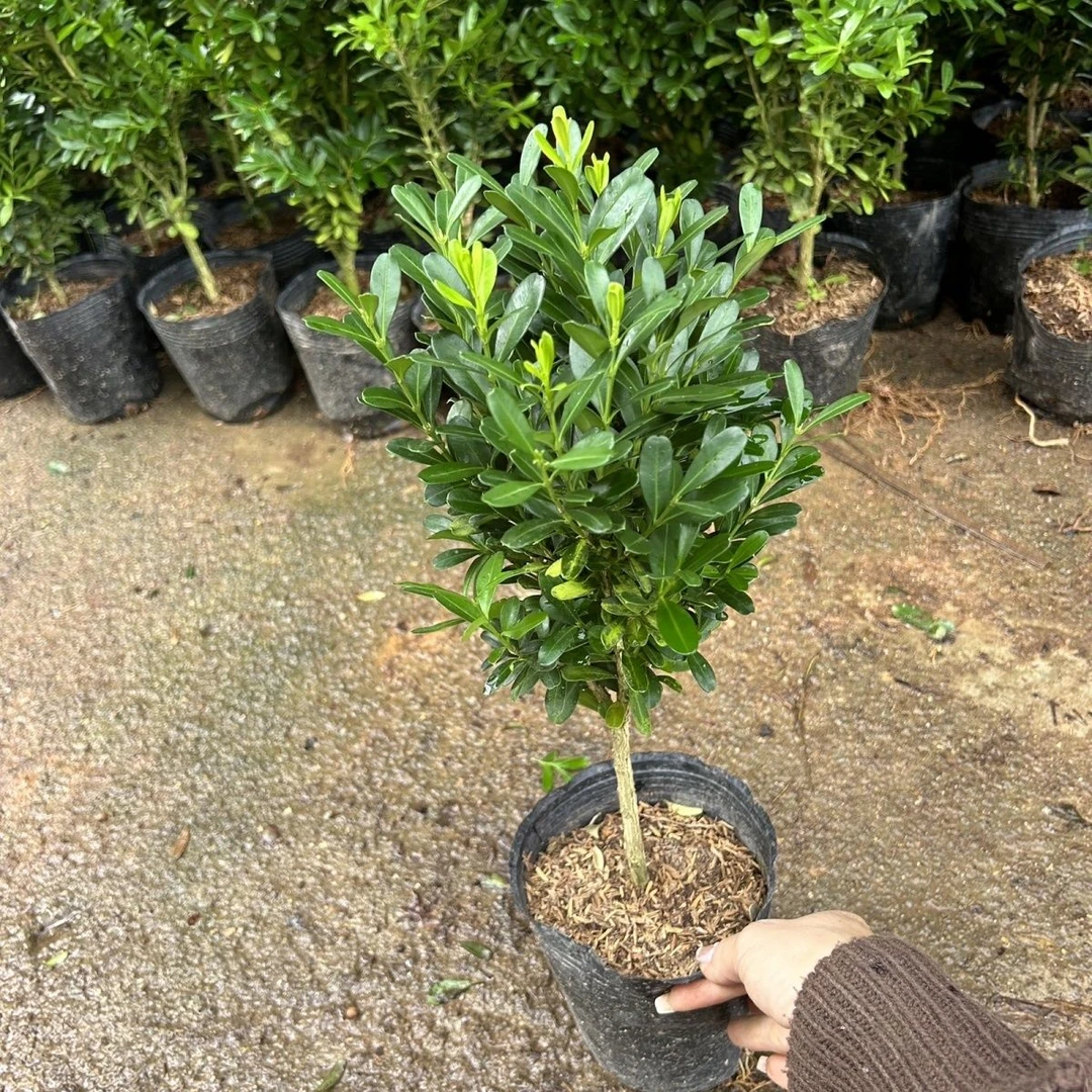 独杆黄杨兰花草树苗盆景耐寒四季常青好养办公室客厅庭院绿植