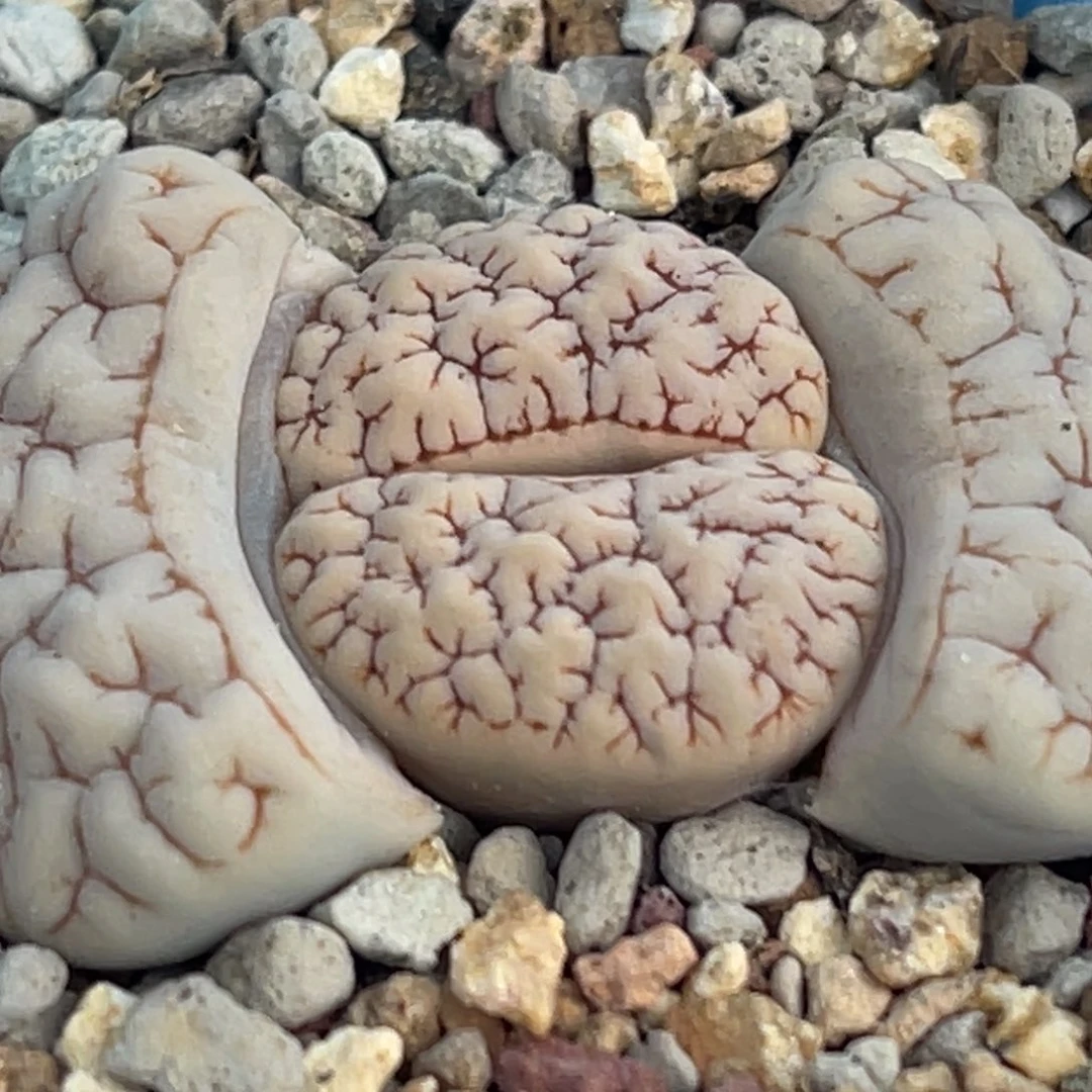 8778蜜纹蛙哥189一颗