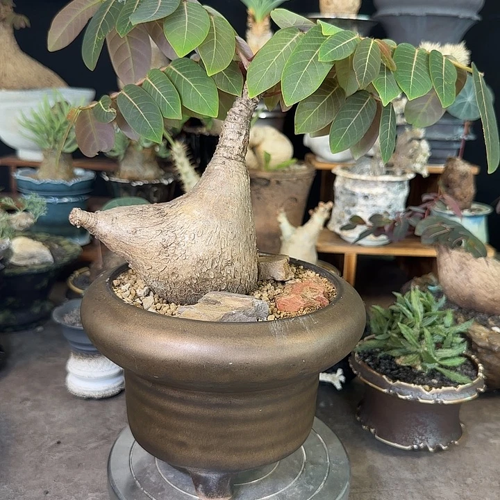 一物一拍奇艺油柑380