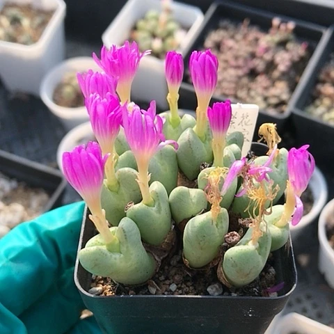 多肉肉锥 17头紫花元宝