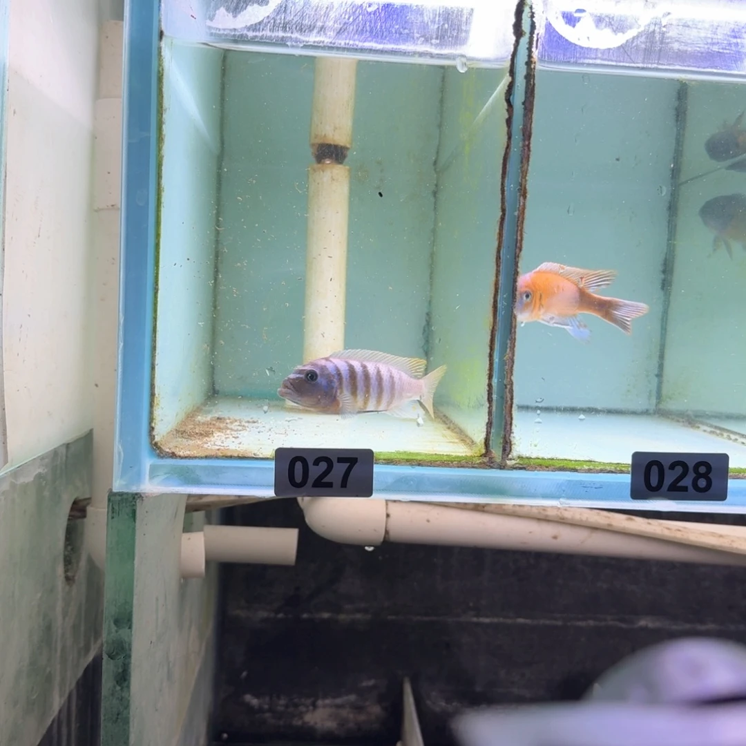 慈鲷27号一孔贝费恩