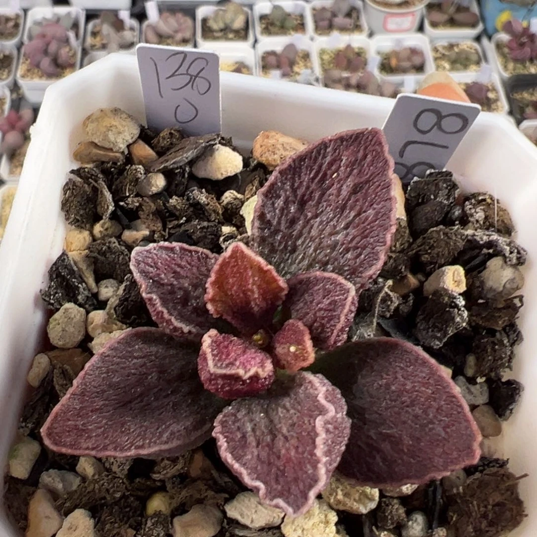 024-5878波浪边紫色系纹路款实生新品