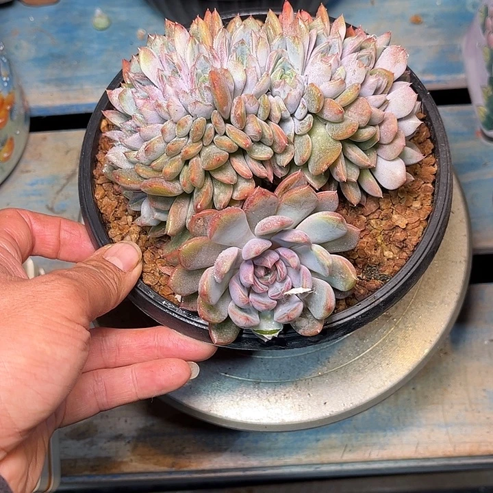 多肉植物一物一拍