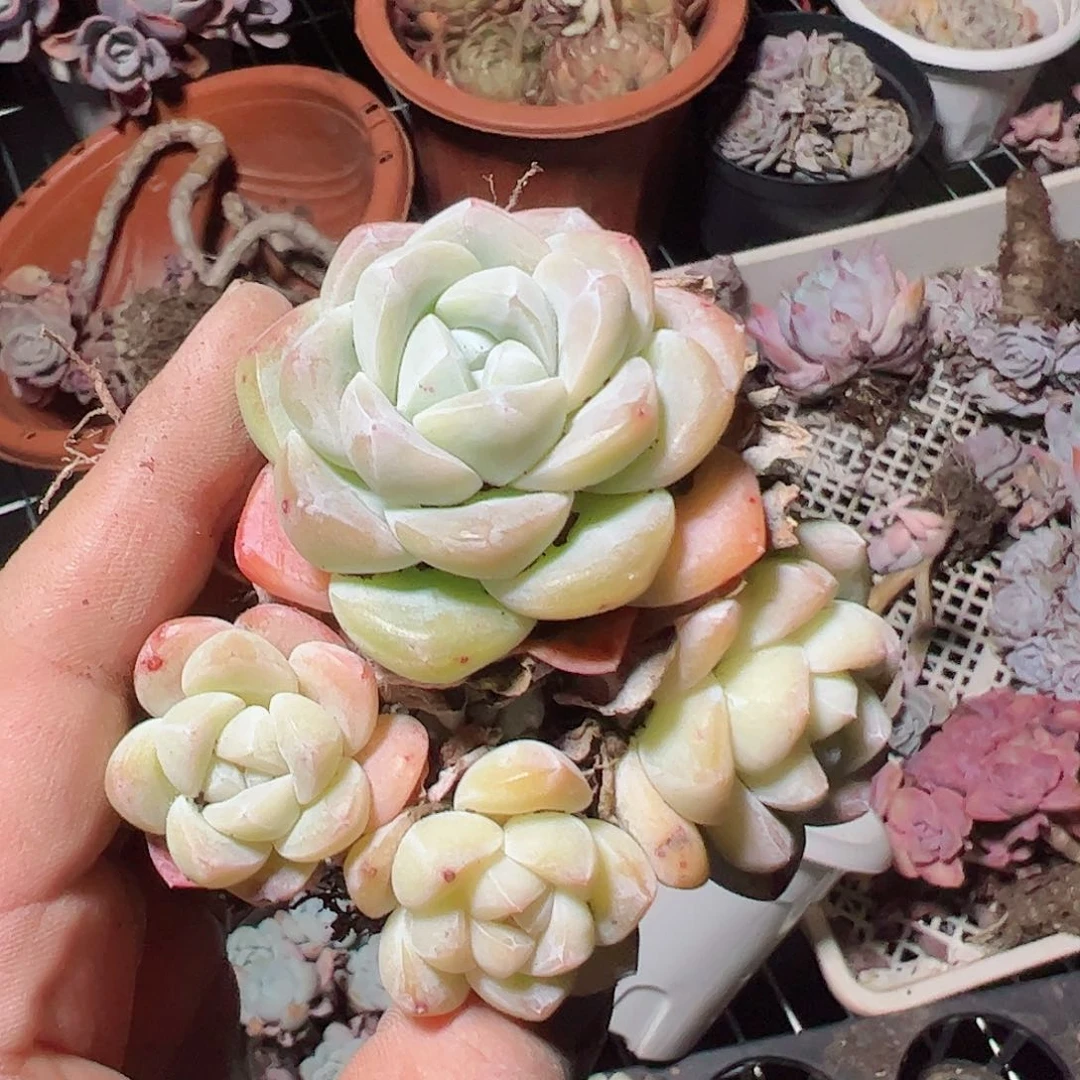 冰玉双头控养小盆