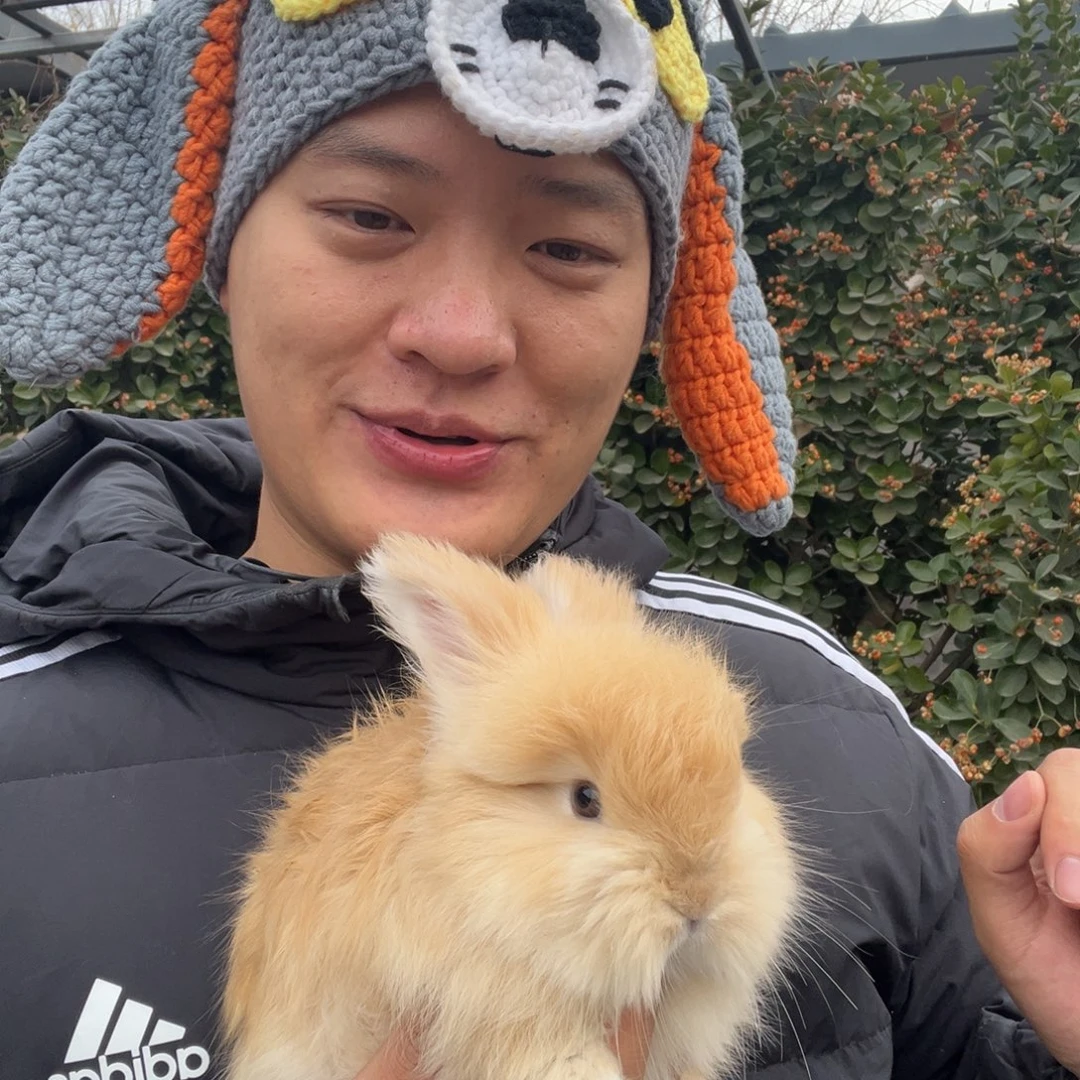 双血统英系安哥拉兔