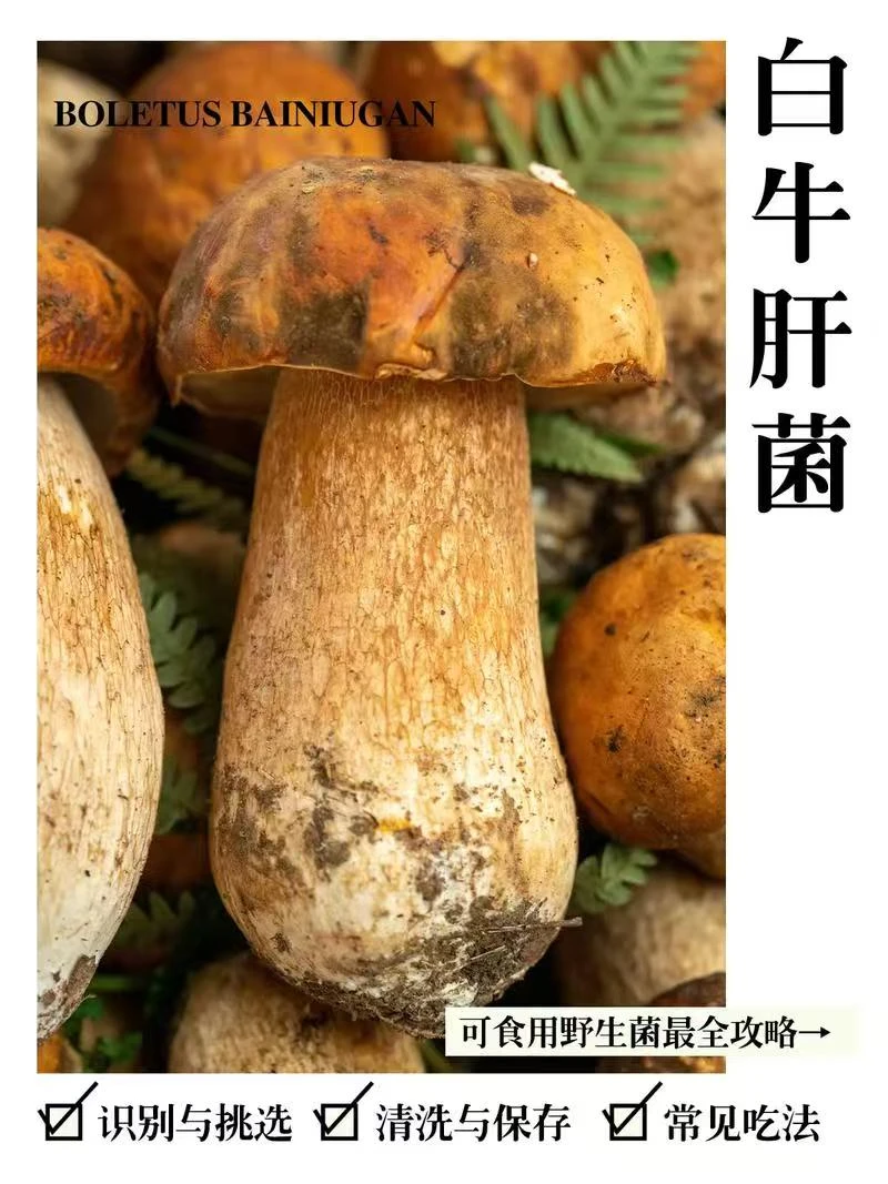 顺丰空运包邮精品新鲜美味牛肝菌鸡枞菌纯野生大脚菇口感绝佳