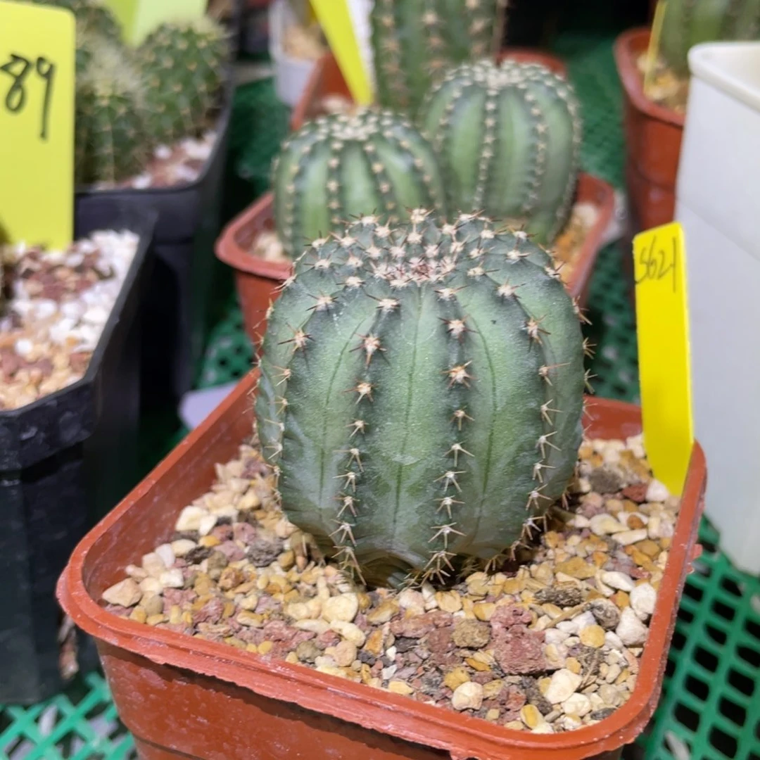 s621鹿角柱属多色明石丸