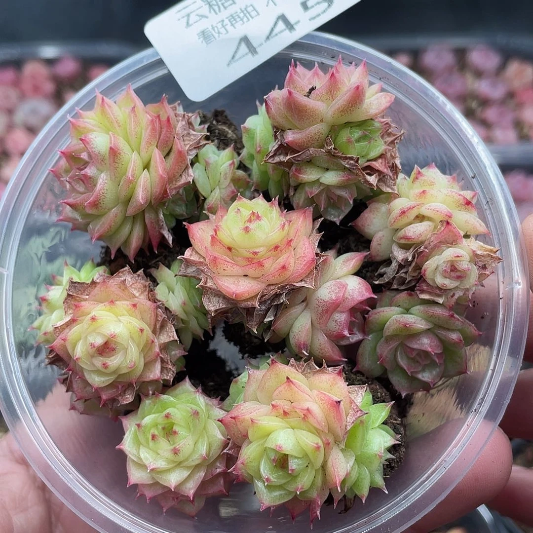 云糖心多肉植物445
