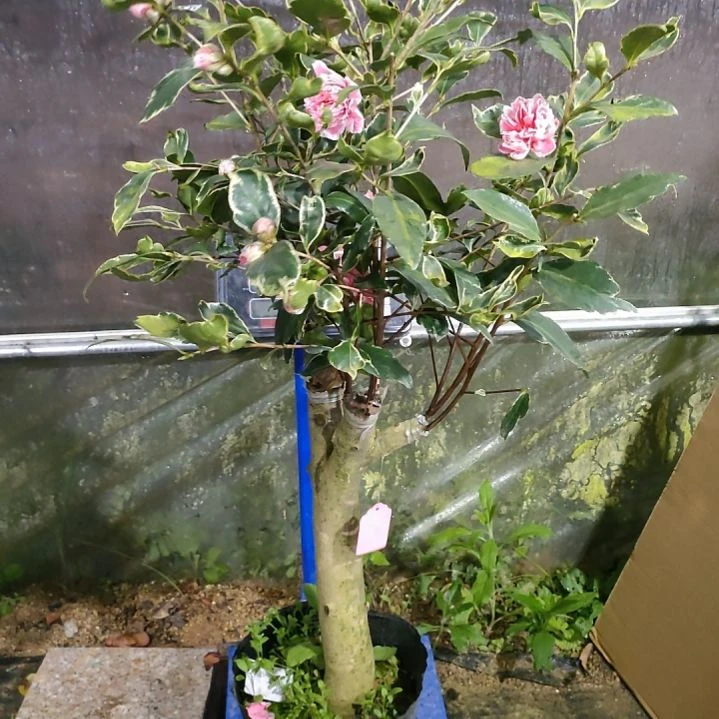 580金边塞，原盆原土发货，不包邮