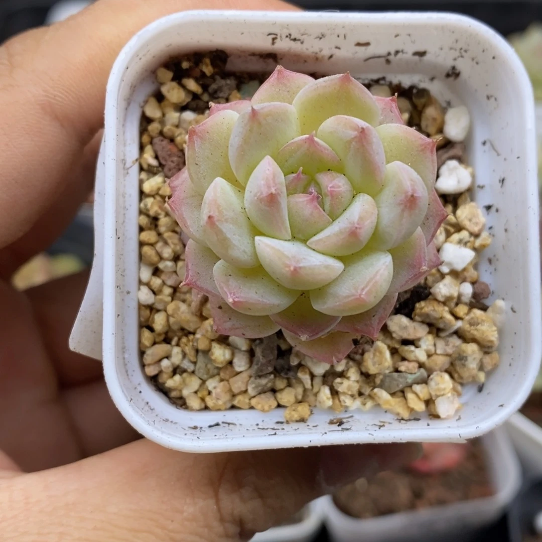 春泥园艺9.9包邮D86糖心
