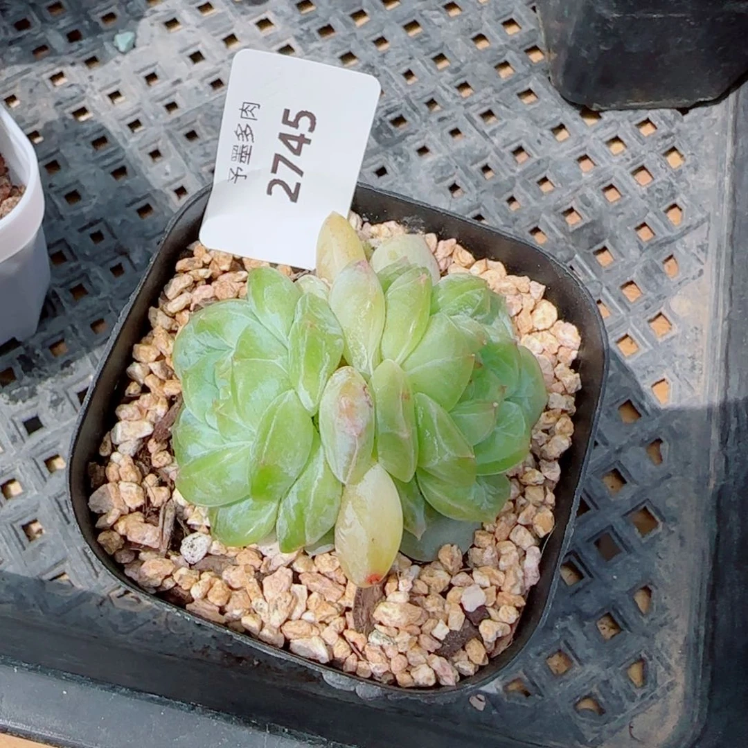 翠微珍妮，2745多肉植物