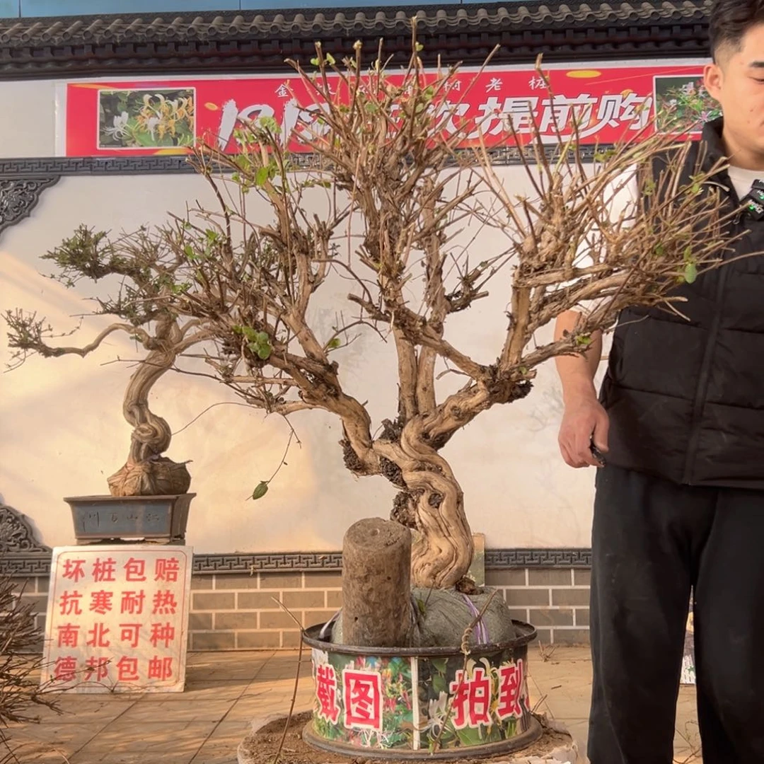 无花朵金银花开花25855956