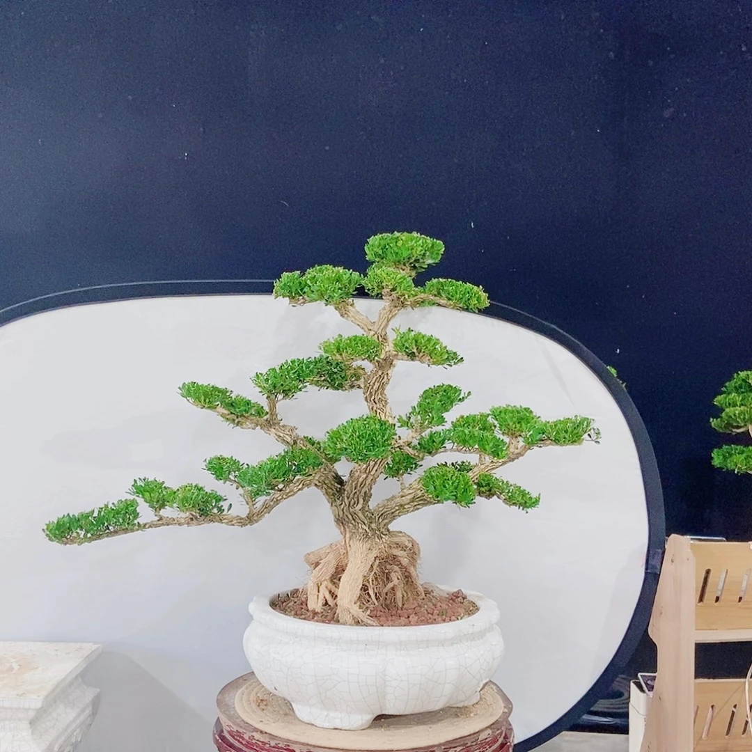 当前无花朵，栽培后可花朵