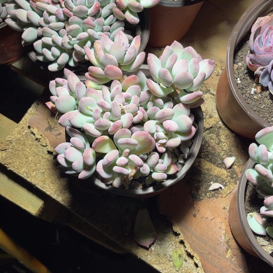 可**K三日月美人多肉多肉少